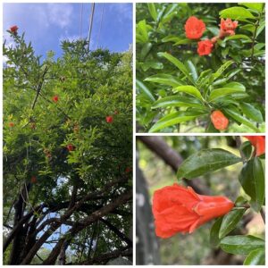 ざくろの花と青空