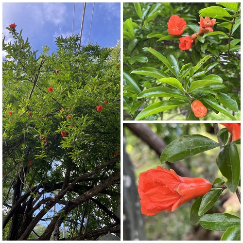 ざくろの花と青空